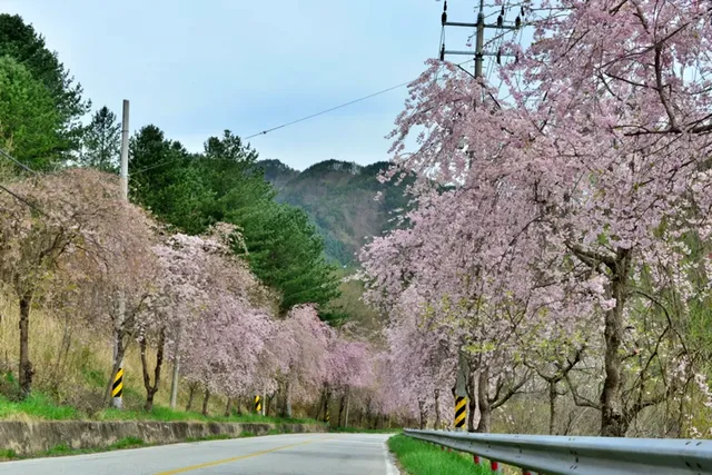 노을과 벚꽃의 조화