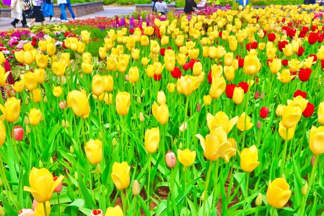 주제 정원과 황금빛 판다