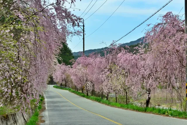 자연 속의 벚꽃길