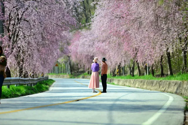 황금빛 노을과 벚꽃