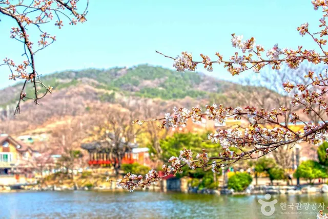 연화지의 벚꽃