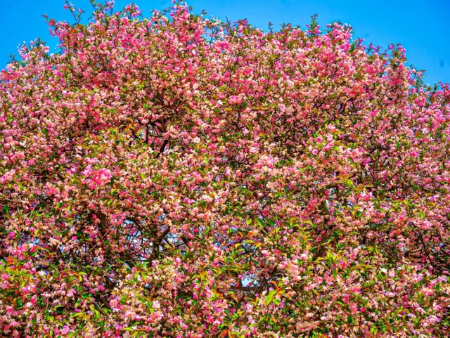 마음속에 오래 남는 서부해당화