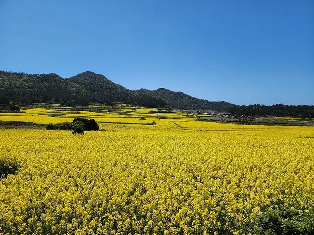 축제의 즐길 거리