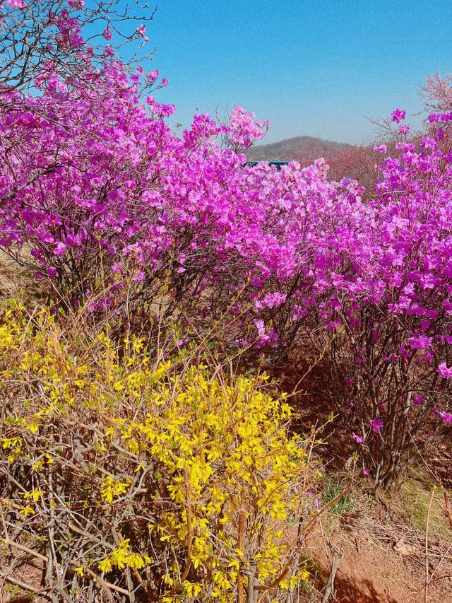 원미산 사진 명소