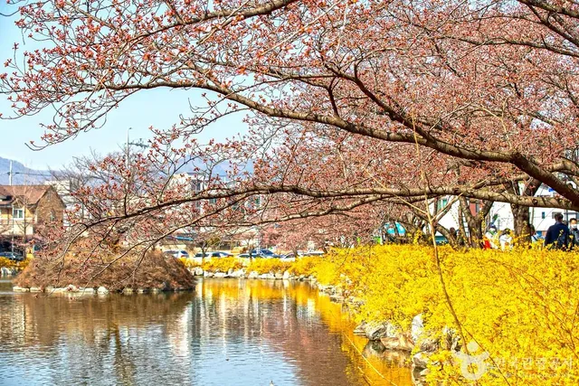 강변공원의 벚꽃