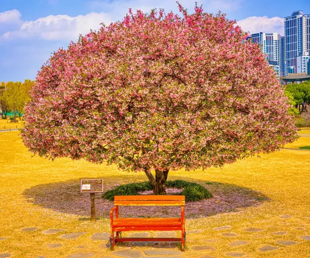 서부해당화 잔디밭