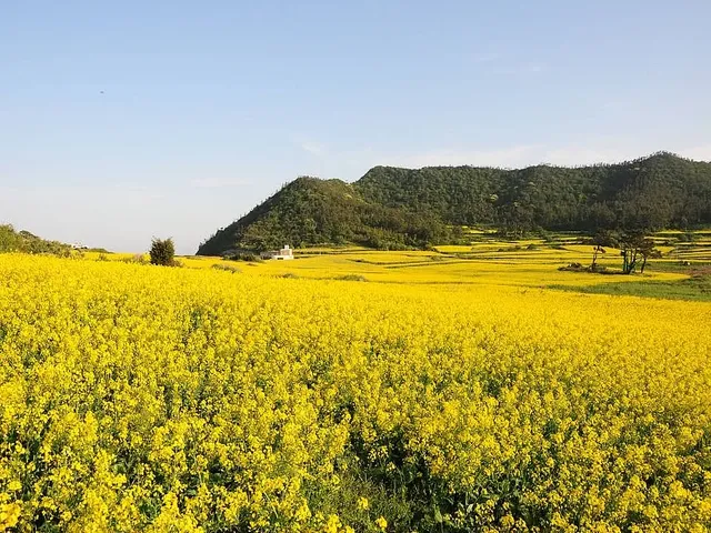 관매도 유채꽃