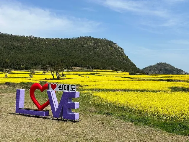 노란 유채꽃밭