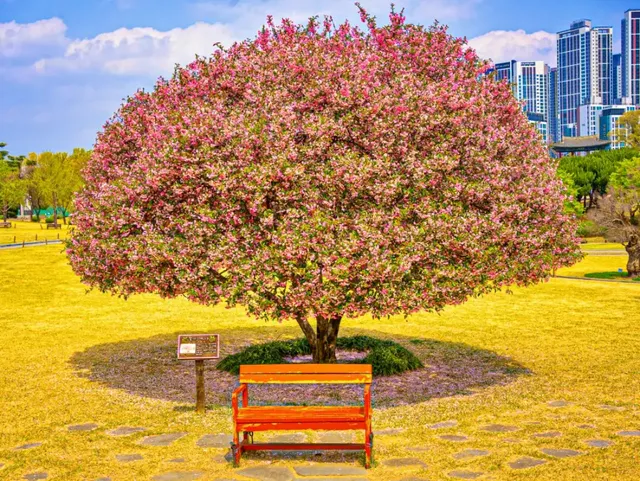 달성공원의 서부해당화