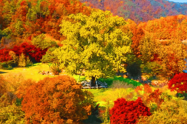 용계리 은행나무