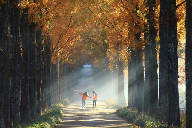 남평 은행나무길