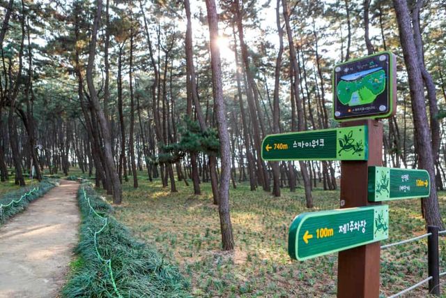 충남 서천 장항송림산림욕장