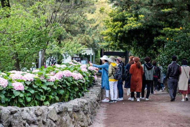 제주 휴애리 여름 수국축제