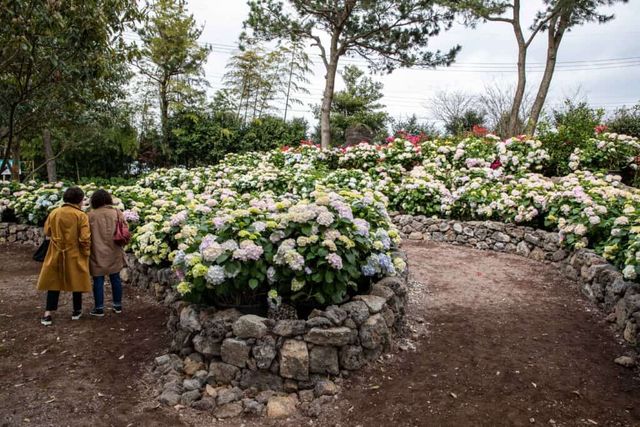 제주 휴애리 여름 수국축제