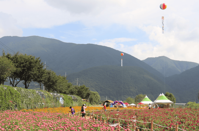 평창 백일홍축제