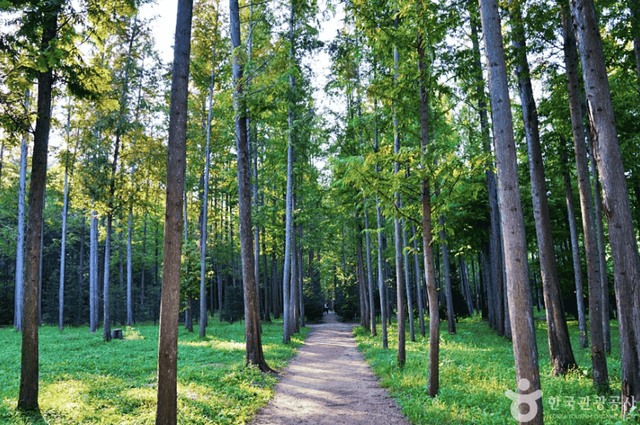 벌영리 메타세쿼이아 길