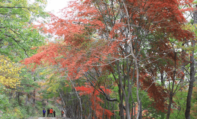 제암산 자연휴양림
