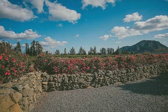 루피너스 꽃이 만개한 마노르블랑 정원