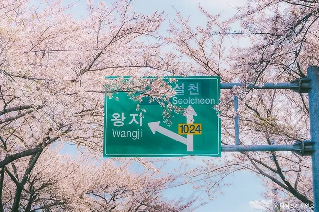 남해 벚꽃과 바다