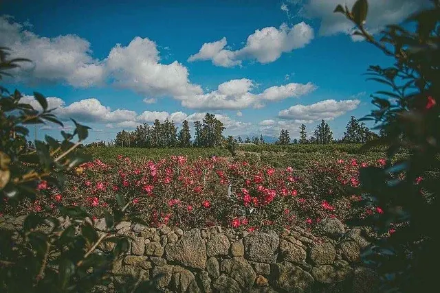 루피너스가 핀 제주 마노르블랑
