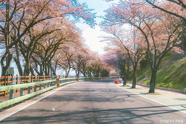 남해의 벚꽃 터널