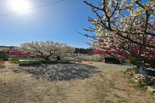 매화와 봄 풍경