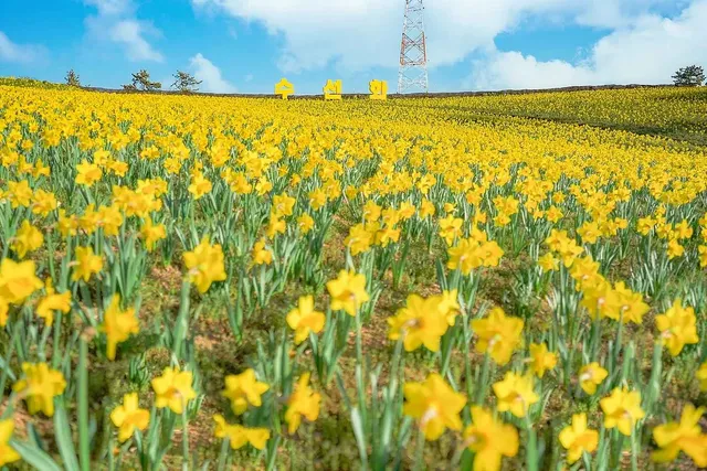 봄의 선도 풍경