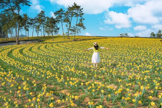 봄의 신안 선도