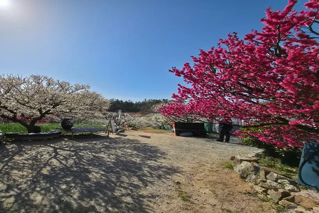 매화가 피어난 풍경