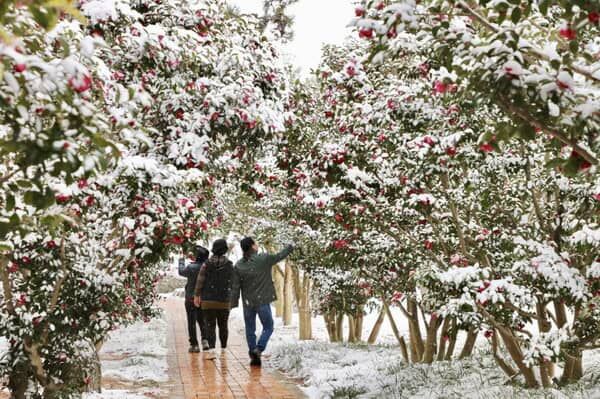 날씨가 따뜻한 해 1004섬분재정원에는 최대 4,000만 송이의 동백꽃이 피어난다 / 한국관광공사