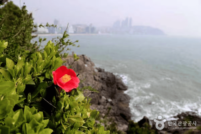 붉게 물든 동백섬