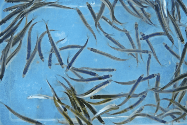 빙어를 튀기는 모습