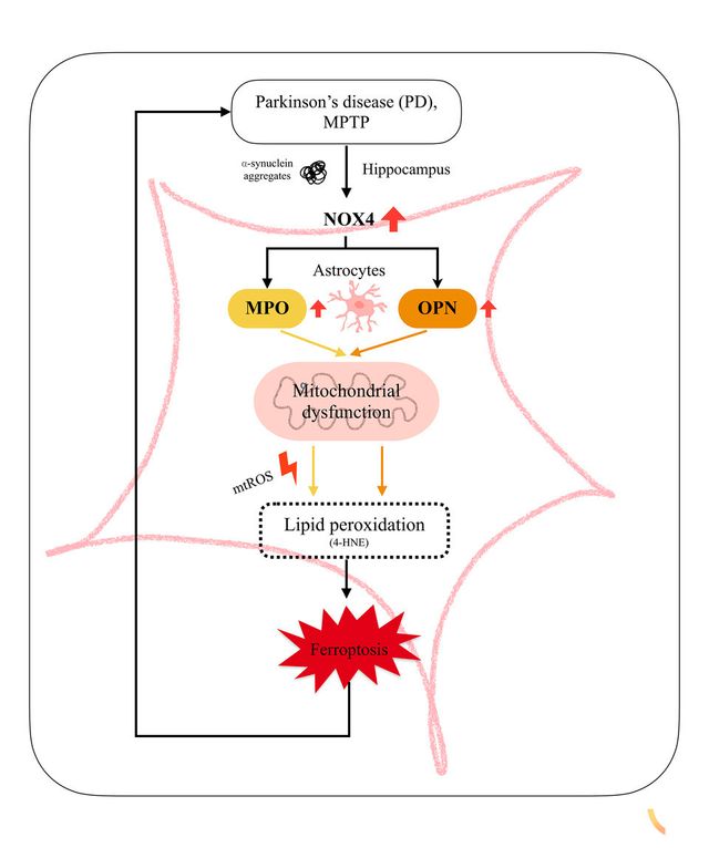 파킨슨병을 야기하는 NOX4의 활성화에 대한 모식도.