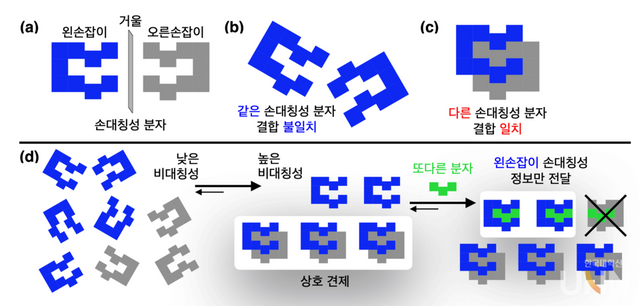 (a) 거울상 분자의 모식도. (b) 같은 손대칭성(= 카이랄성)을 가진 분자끼리는 쉽게 결합하지 않지만, (c) 마주 보는 형태의 카이랄성 분자는 깍지 낀 형태로 잘 결합한다. (d) 거울상 카이랄 분자의 혼합물에서는 상호 견제를 통해 우세한 종(=왼손잡이 분자)이 살아남아, 증폭된 입체 화학적 정보가 또다른 분자에게 전달된다.