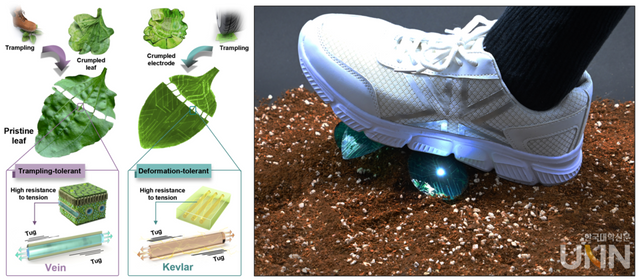 (왼쪽) 강성이 높은 질경이의 잎맥 구조에서 착안해 개발한 고내구성 전자장치의 개략도. (오른쪽) 연구팀이 개발한 새로운 소재의 특성을 보여주는 일러스트 이미지로, 밟히고 눌려도 본연의 기능인 전도성이 유지됨(LED 불빛 유지)을 보여준다.