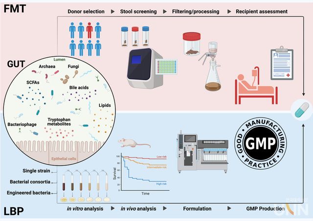 분변 미생물 이식(상단)과 생균 치료제(하단)의 수행 과정 모식도.