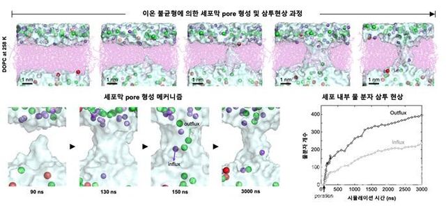 동결된 세포막의 pore 형성 과정 및 삼투현상 분석. 이온 불균형으로 인해 세포막 pore가 형성되고, pore를 통해 물분자가 빠져나가며 삼투현상이 발생함.