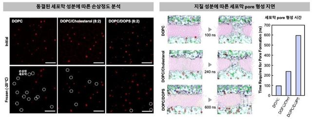 동결된 세포막 성분에 따른 손상 정도 관측실험(왼쪽)과 분자동역학 시뮬레이션을 이용한 지질 성분에 따른 세포막 pore 형성 지연 분석.