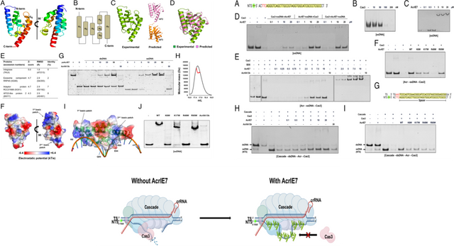 AcrIE7의 발견과 항-크리스퍼 기능·기전 규명 이미지.