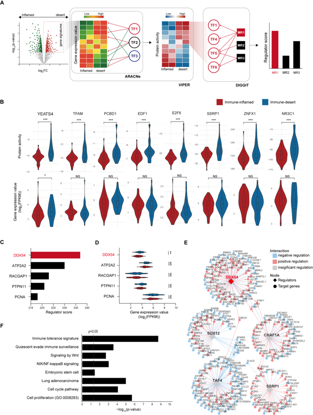 조광현 교수 연구팀은 면역회피 능력을 지닌 폐암 환자의 전사체와 유전체 데이터로부터 유전자 조절네트워크 분석(A)을 통해 비교한 결과, 면역항암치료 내성을 야기하는 핵심인자 DDX54를 발굴(B-F)했다. (자료=KAIST)