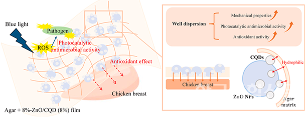해조류 유래 아가(agar)를 활용한 연구 모식도.