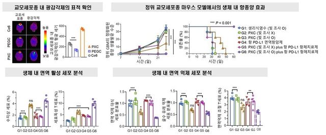 교모세포종 정위 마우스 모델에서 광면역나노플랫폼의 면역활성 효과 분석.(좌상단) 교모세포종 내부에서 광면역나노플랫폼 내 광감각제(PXC)의 우수한 축적 능력이 형광으로 확인됐으며, 기존의 광감각제(Ce6) 또는 친수성 광감각제(PEGC) 대비 현저히 높은 종양 특이적 축적을 보였다.(우상단) PXC (빛 조사 O) plus 항 PD-L1 항체치료제는 종양 성장 억제뿐 아니라 생존율 측면에서도 유의미한 향상을 보였으며, 특히 항 PD-L1 항체치료제와 병용 시 생존율이 극대화됐다.(하단) 면역세포 분석 결과, 광면역나노플랫폼에서 수지상세포 및 세포독성 T세포 활성화가 증가한 반면, 면역억제세포(면역억제 대식세포, 골수 유래 면역억제 세포, 조절 T세포)는 현저히 감소했다. 이는 광면역나노플랫폼이 종양 내 면역 환경을 냉 종양(Cold tumor)에서 뜨거운 종양(Hot tumor)으로 효과적으로 전환시킴을 보여주는 실험적 근거이다.