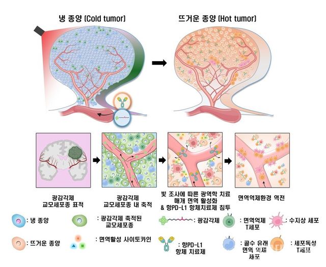 교모세포종의 면역 환경을 조절하는 광면역나노플랫폼의 작용 개념도
