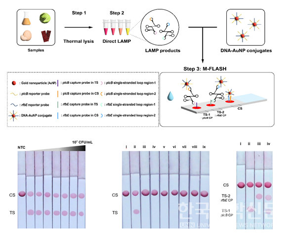식중독균의 현장 진단이 가능한DNA 변형이 필요 없는 종이기반 측방유동 분석 시스템(M-FLASH) 개발