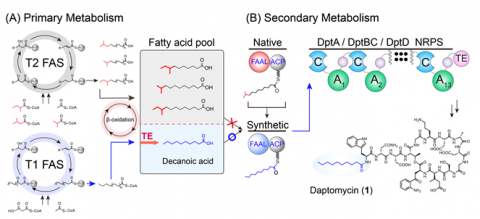 건국대학교 강학수 교수 연구팀이 합성생물학 기술을 활용해 답토마이신 항생제를 고순도, 고효율로 생산할 수 있는 미생물 균주를 개발했다