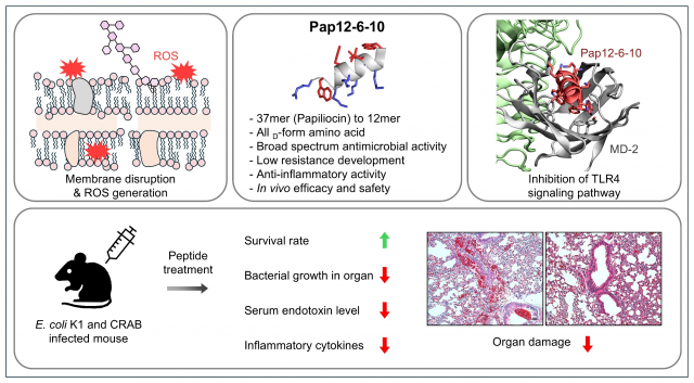 ‘Pap12-6-10’의 작용기전 모식도