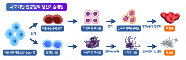 세포 기반 인공혈액 생산기술개발 모식도