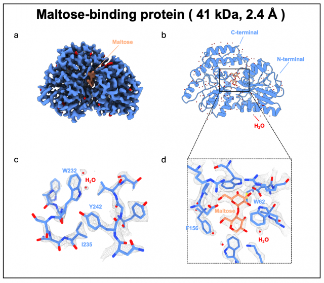연구를 통해 규명한 말토스결합단백질 구조