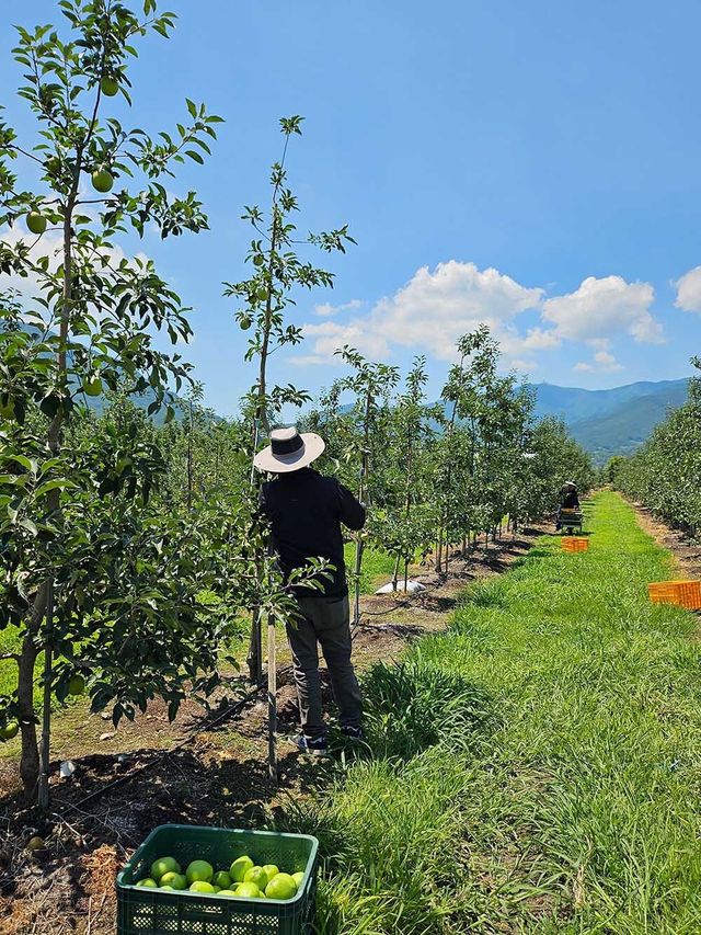디에스푸즈 햇사과 수확 모습