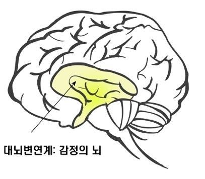 ▲&nbsp;대뇌변연계(감정의 뇌, 이미지 = 민경미)